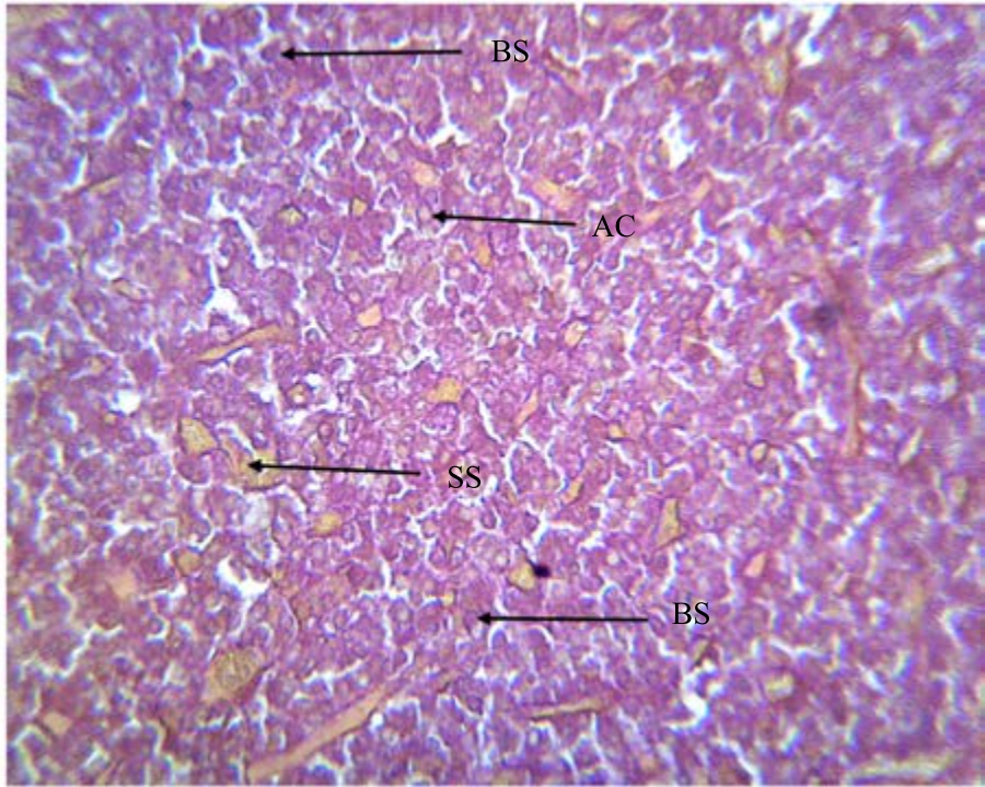 Image for - Fertility Enhancing Effects of Combined Leaf Extracts of Lophira lanceolata and Alchornea cordifolia in Menopausal Albino Wistar Rats