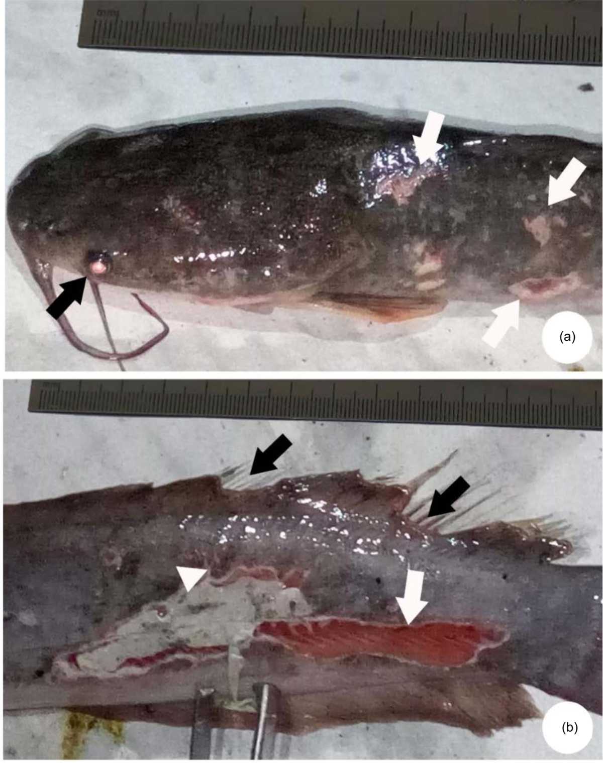 Isolation and Pathogenicity Determination of Bacillus cereus Associated  with Ulcer Formation in African Catfish Clarias gariepinus