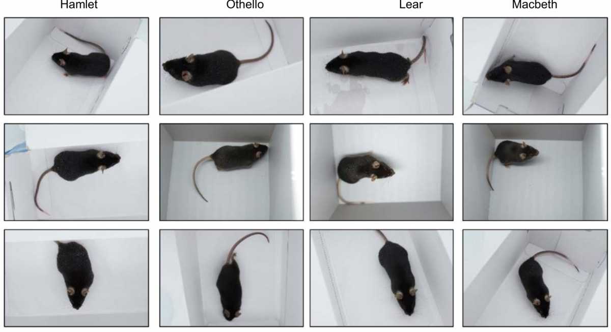 Image for - Machine Learning-Based Individual Identification of Laboratory Mice