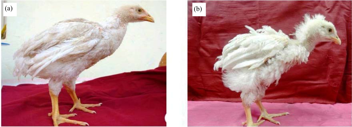 Image for - Mycotoxigenicity of Territrem B: Histopathological Investigations of Chick Ingesting Aspergillus terreus Infested Feed
