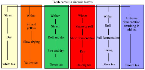 Image for - A Review on the Therapeutical Effects of Tea
