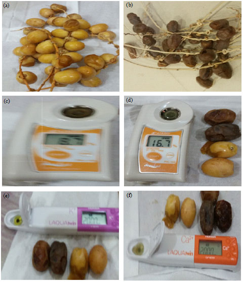Image for - Dried Dates Fruit and its Biochemical and Nutrient Content: Uses as Diabetic Food