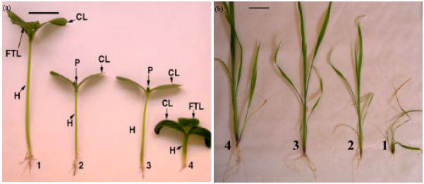 Image for - Effect of Phytotoxicity of Pendimethalin Residues and its Bioremediation on Growth and Anatomical Characteristics of Cucumis sativus and Echinochloa crus-galli Plants