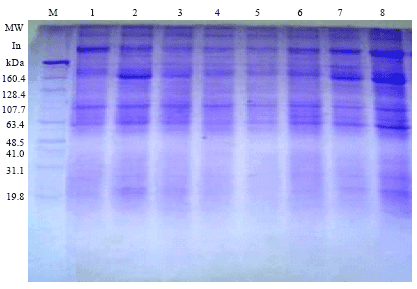 Image for - Diallel Analysis and Biochemical Genetic Markers for Heterosis and Combining Ability under Two Sowing Dates of Maize Inbred Lines