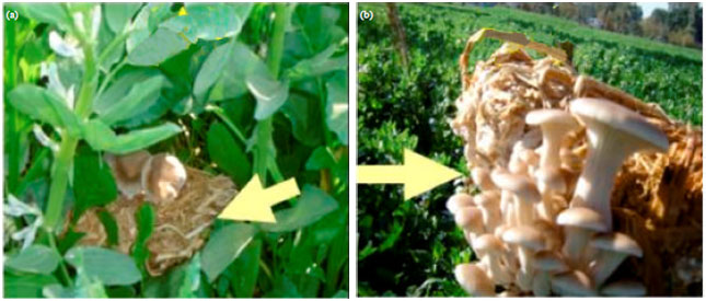 Image for - Production of Oyster Mushroom (Pleurotus spp.) Intercropped with 
  Field Grown Faba Bean (Vicia faba L.)