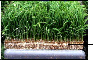 Image for - Effects of the Inabenfide [4’-chloro-2’-(α-hydroxybenzyl)-isonicotinanilide] on the Growth of Rice Grown in No Tillage Cultivation with Single Basal Fertilization to the Nursery Box
