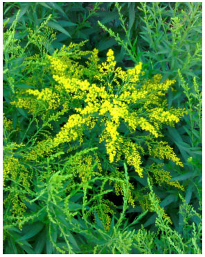 Image for - Effect of Planting Density and Gibberellic Acid on Quantitative and Qualitative 
  Characteristics of Solidago canadensis “Tara” in Egypt