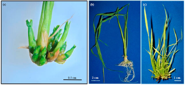 Image for - Development of a Plant Regeneration System from Seed-derived Shoot Segments of Rice (Oryza sativa L.)