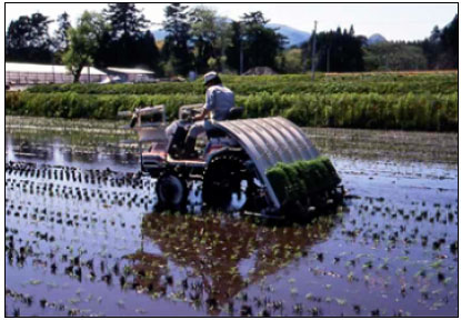 Image for - Effects of the Inabenfide [4’-chloro-2’-(α-hydroxybenzyl)-isonicotinanilide] on the Growth of Rice Grown in No Tillage Cultivation with Single Basal Fertilization to the Nursery Box