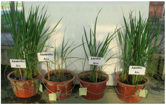 Image for - Influence of Arsenic on Rice Growth and its Mitigation with Different Water Management Techniques