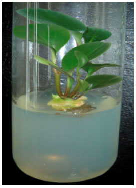 Image for - Micro Propagation and Organogenesis of Peperomia obtusifolia