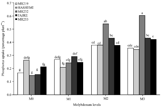 Image for - Effects of Different Levels of Molybdenum on Uptake of Nutrients in Rice Cultivars