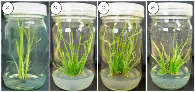 Image for - Development of a Plant Regeneration System from Seed-derived Shoot Segments of Rice (Oryza sativa L.)