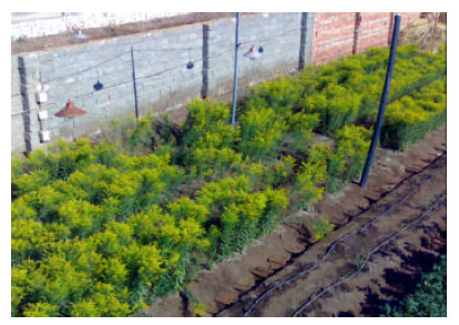 Image for - Effect of Planting Density and Gibberellic Acid on Quantitative and Qualitative 
  Characteristics of Solidago canadensis “Tara” in Egypt