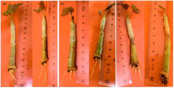 Image for - Rooting of Jatropha curcas L. and Euphorbia tirucalli Cuttings 
  in Response to IBA and Planting Media in North Egypt: A Potential Source for 
  Tomorrow’s Oil, Biodiesel and Biofuels