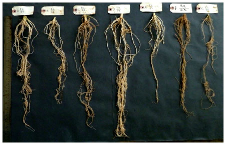 Image for - Growth Response of Corn to Nitrogen-Fixing Bacteria Enriched Compost