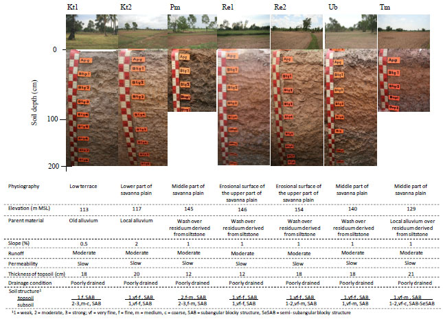 Image for - Potential of Paddy Soils for Jasmine Rice Production in Si Sa Ket Province, Northeast Thailand