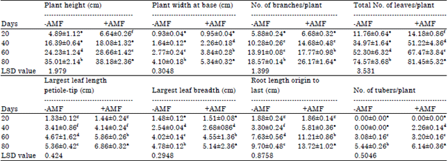 Image for - Effect of Arbuscular Mycorrhizal Fungi on Growth and Development of Potato (Solanum tuberosum) Plant