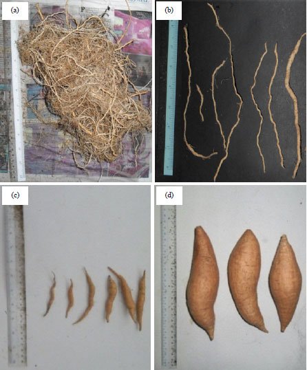 Image for - Storage Root Nutrient and Yield Enhancement in Sweet PotatoVariety VitAto Using Empty Fruit Bunch Compost andHexaconazole