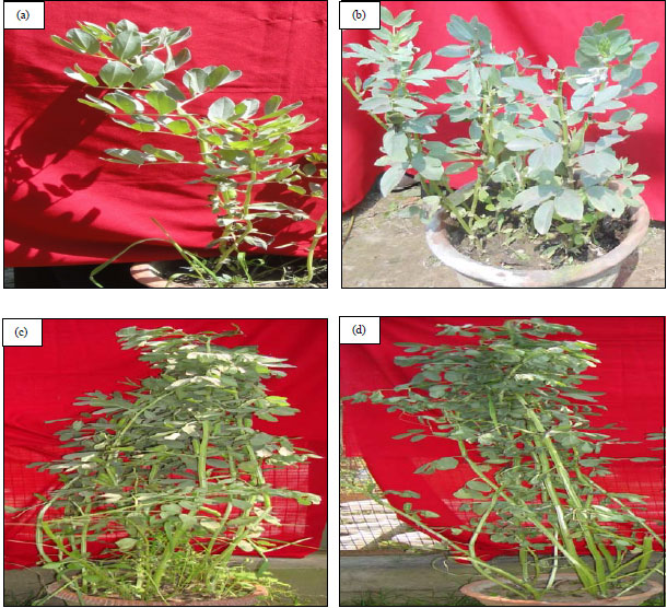 Image for - Evaluation of Yield Attributing Variants Developed Through Ethyl Methane Sulphonate in an Important Proteinaceous Crop-Vicia faba