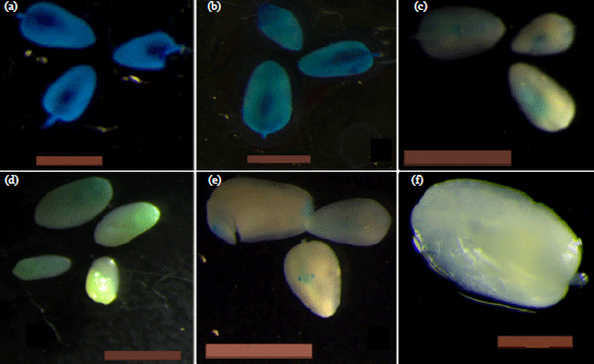 Image for - Yeast Extract Peptone Based Co-cultivation Media Promotes Transient GUS Expression in Tropical Maize Genotypes