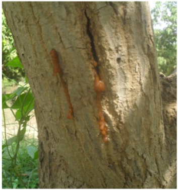 Image for - Remedying Zn Deficiency in Mango Orchards with Foliar Spays