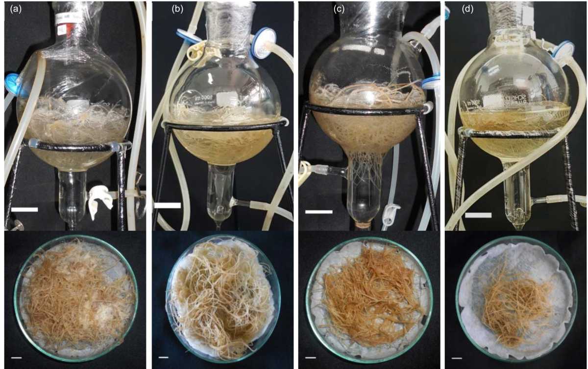 Image for - Biomass and Flavonoid Production of Gynura procumbens Adventitious Roots Influenced by MS Salt Strength and Nitrogen Source in a Balloon-type Bubble Bioreactor