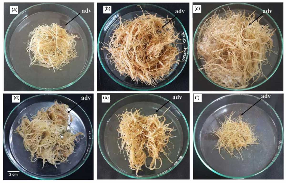 Image for - Biomass and Flavonoid Production of Gynura procumbens Adventitious Roots Influenced by MS Salt Strength and Nitrogen Source in a Balloon-type Bubble Bioreactor