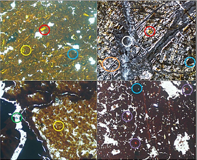 Image for - Post Nickel Mining Soil Characteristics and its Potential for Development of Non-Timber Producing Plants