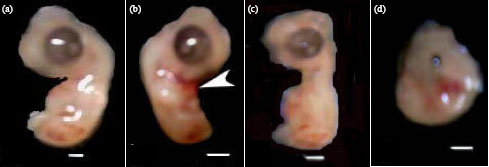 Image for - Embryotoxicity and Teratogenicity of Enrofloxacin on Maternally Treated Chick