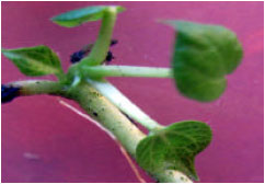 Image for - The Relationship Between Plant Growth Regulators for Organogenesis and Phenolic Compound in Cotton (Gossypium hirsutum L.)