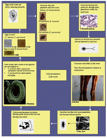 Image for - Strategic Control of Schistosome Intermediate Host