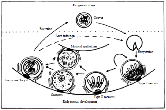 Image for - Cryptosporidiosis in Animals and Man: 1. Taxonomic Classification, Life Cycle, Epidemiology and Zoonotic Importance