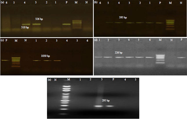 Image for - Livestock-Associated Staphylococcus aureus Pathogenicity with Regards to Resistance and Virulence Genomics and Accessory Gene Regulator Locus Proteomics
