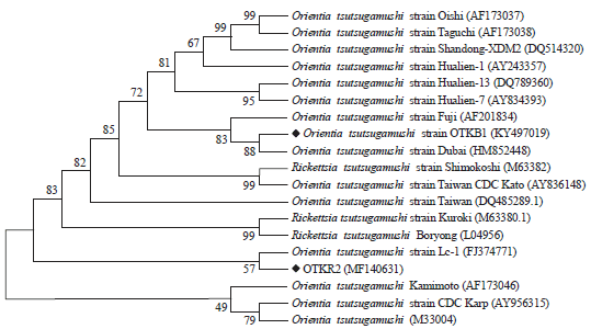 Image for - Molecular Characterization of Orientia tsutsugamushi in Domestic Rodents In Kolar Region, Karnataka