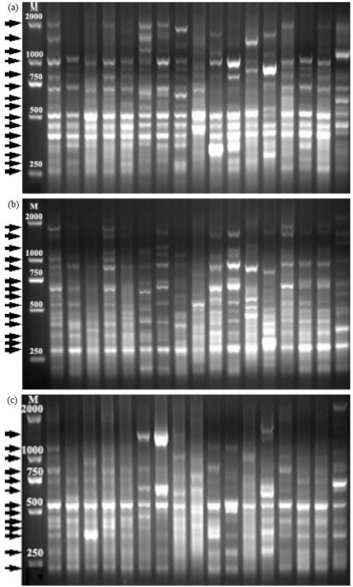 Image for - Genetic Variation Analysis of Heterodera avenae Wollenweber (Nematoda: Heteroderidae) using ISSR Marker and ITS-rDNA Sequence