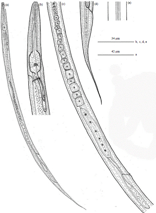 Image for - Seinura manipurensis sp. nov. (Nematoda: Tylenchina) from Manipur, North East India