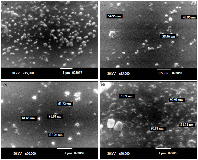 Image for - Effectiveness of Silver Nano-particles of Extracts of Urtica urens (Urticaceae) Against Root-knot Nematode Meloidogyne incognita