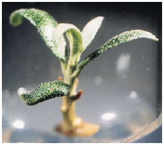 Image for - Development of Aseptic Protocols in Olive (Olea europaea L.) cv. Pantaloon