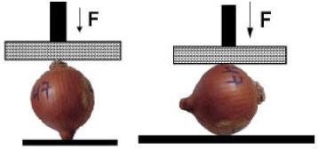 Image for - A Study on the Determination of Poisson’s Ratio and Modulus of Elasticity of Some Onion Varieties