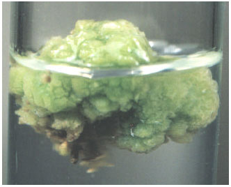 Image for - Development of Aseptic Protocols in Olive (Olea europaea L.) cv. Pantaloon