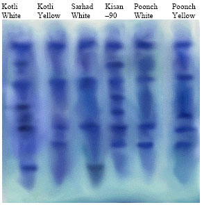Image for - Genetic Characterization of Some Maize (Zea mays L. )Varities Using SDS- PAGE