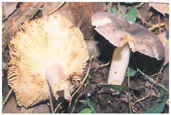 Image for - Mushrooms of Kashmir VII