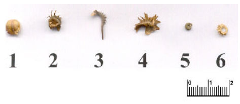 Image for - Genetic Diversity of Achene Heteromorphism in Egyptian Calendula micrantha Tineoet Guss