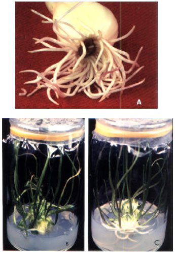 Image for - Effects of Sucrose, Mannitol and KH2PO4 on Proliferation of Root Tip Derived Shoots and Subsequent Bulblet Formation in Garlic