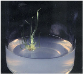 Image for - Shoot Regeneration and Bulblet Formation from Shoot and Root Meristem of Garlic Cv Bangladesh Local