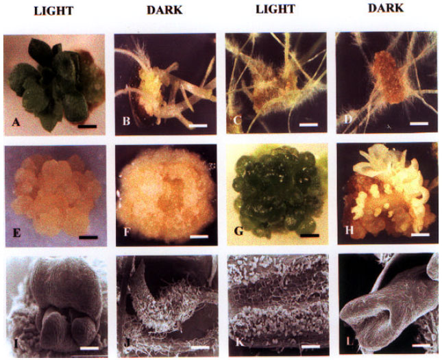 Image for - Chrysanthemum Organogenesis Through Thin Cell Layer Technology and Plant Growth Regulator Control