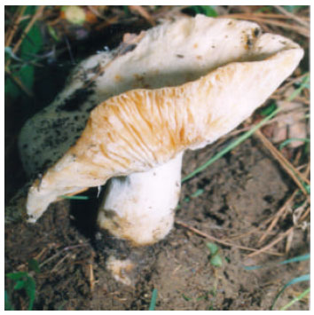 Image for - Mushrooms of Kashmir VI