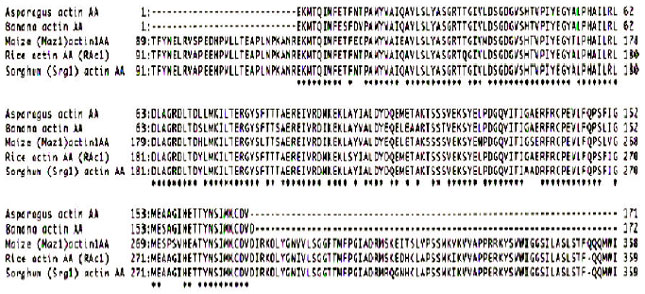 Image for - Structure and Molecular Evolution of Monocots Actin Genes: A cDNA Sequence and Phylogenetic Analysis of Asparagus Actin