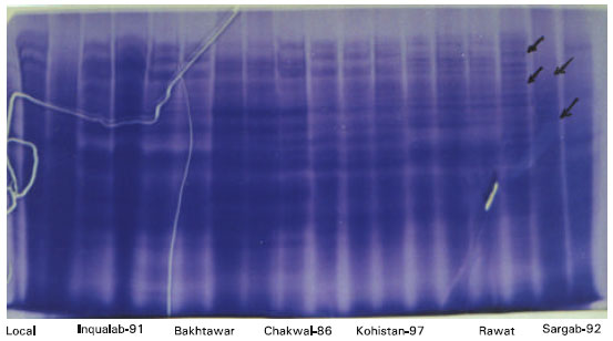 Image for - Evaluation of Hexaploid Wheat Genotypes by Using DNA Isolation and Gel-electrophoresis
